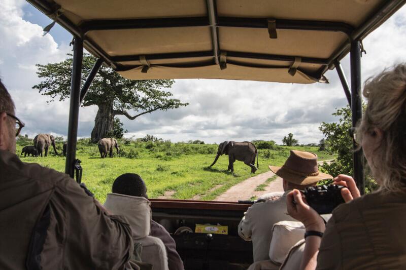 Kwihala Camp game drive walking elephant Tracey Van Wijk HR 1140x760 1