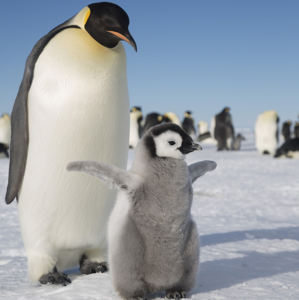 Camp Amongst Emperor Penguins