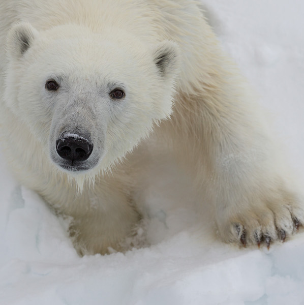 Spitsbergen polar bear