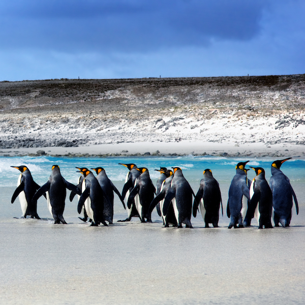 Falklands King Penguins