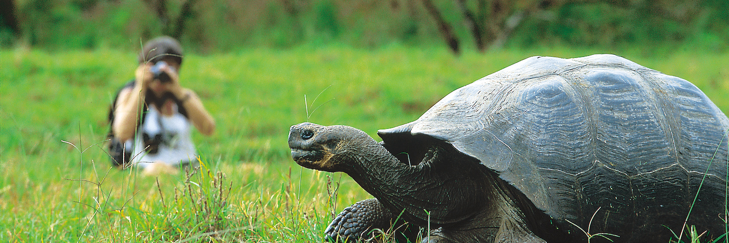 Galapagos, Guest, tortoise