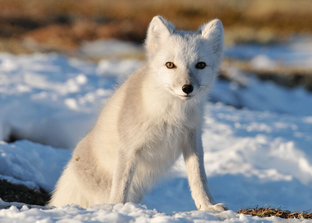 medium Arctic Fox in the snow Roger Brendhagen Frich´s Management AS copy