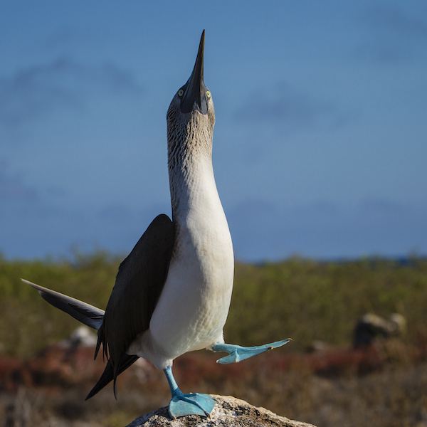 Galapagos Blue footed boobie