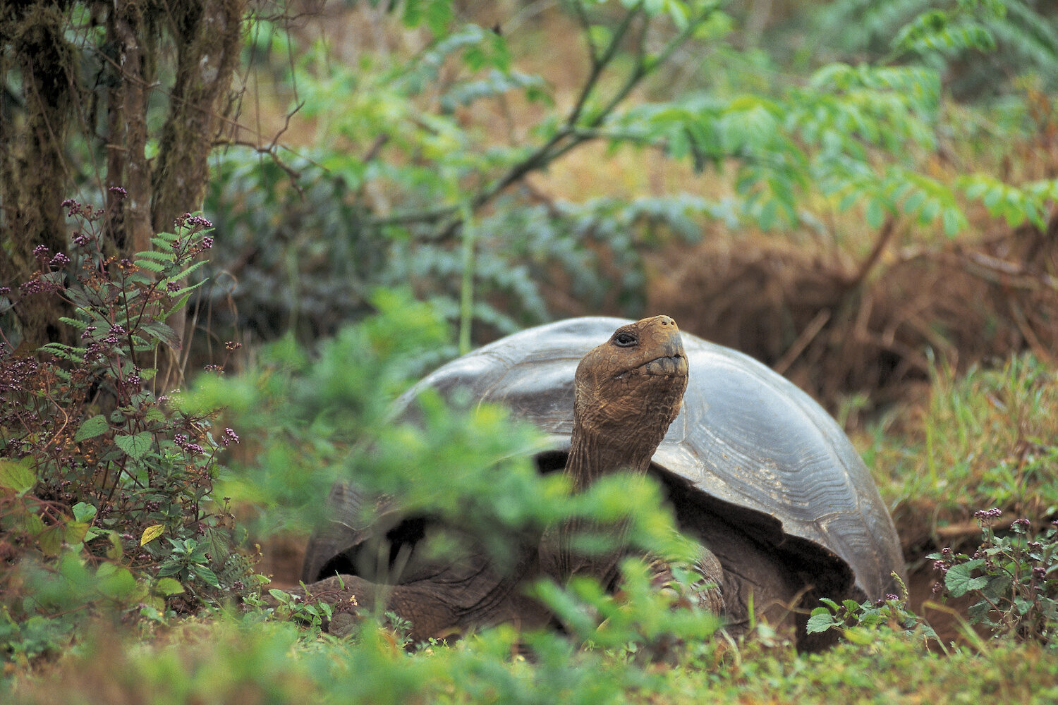 Galapagos giant tortoise