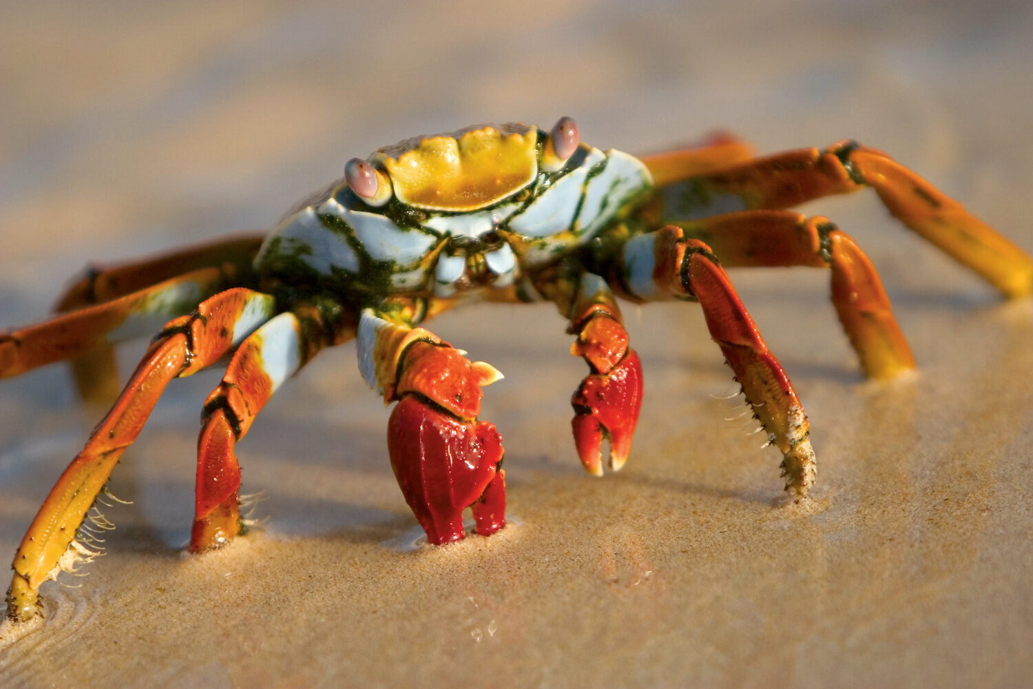 Galapagos sally lightfoot crab