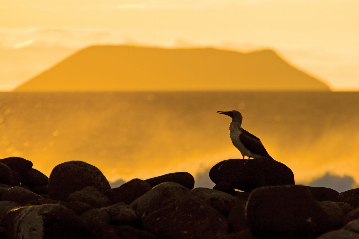 Blue-footed Booby, Espanola Island, Galapagos Islands National Park, Ecuador, Galapagos Islands, Ecuador