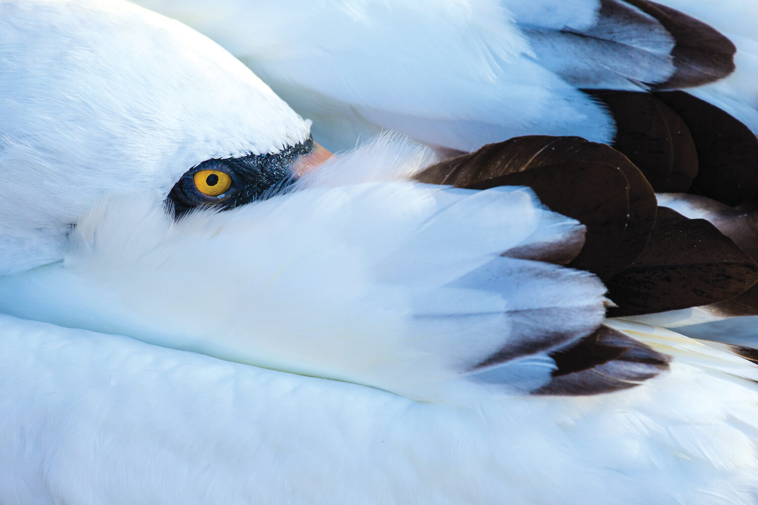 Nazca Booby, (Sula granti), endemic species, Genovesa Island, Galapagos Islands National Park, Ecuador