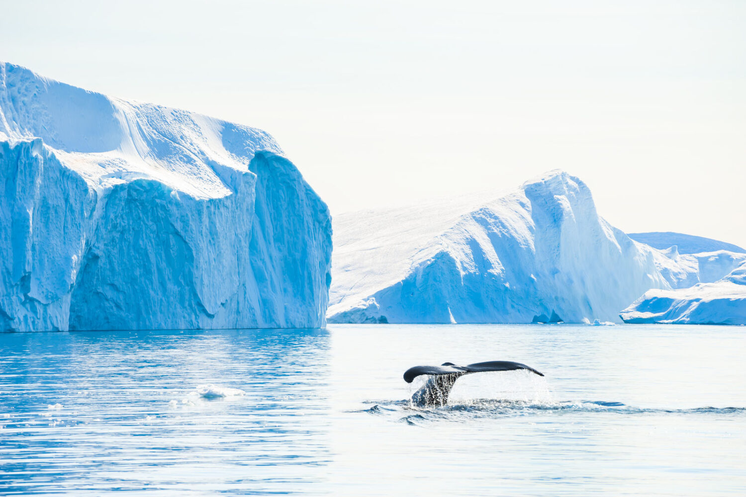 Greenland whale fluke