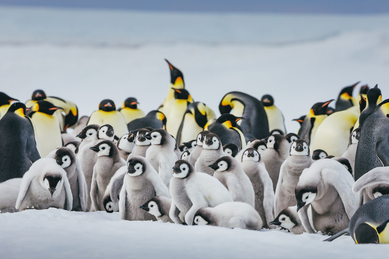 Emperor Penguins Snow Hill