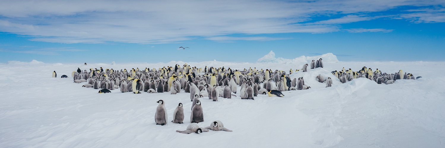 Emperor Penguin Snow Hill