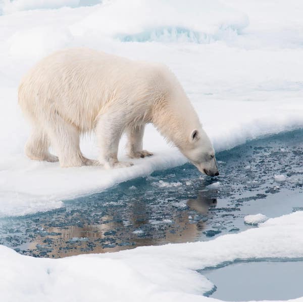 svalbard odyssey polar bear scaled FT 1