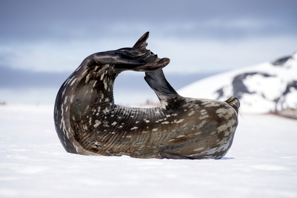 Wildlife Seal Yoga copy