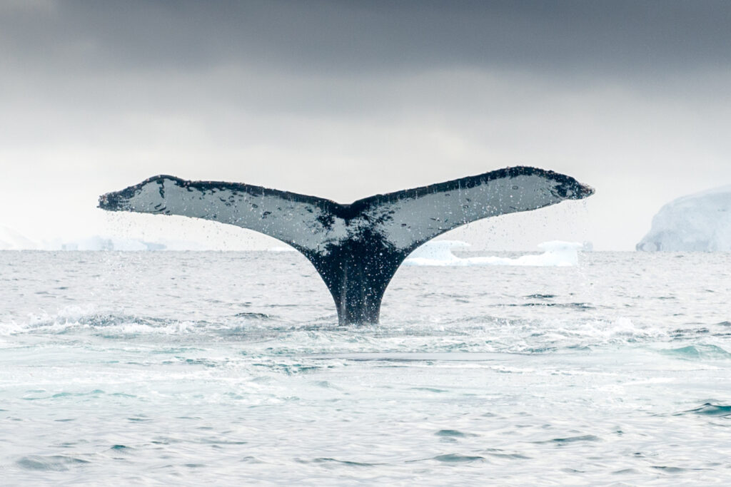 Wildlife Whale Fluke