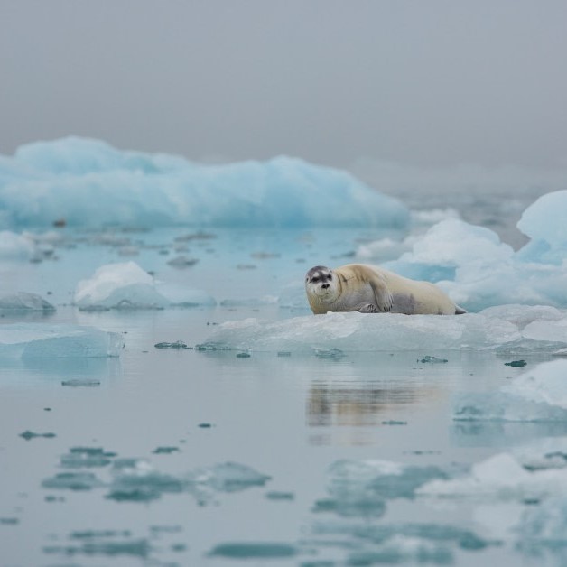 foca en hielo