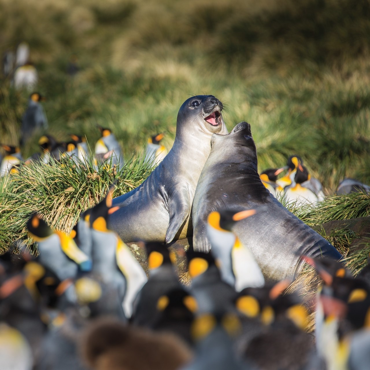 foca y pinguino feat
